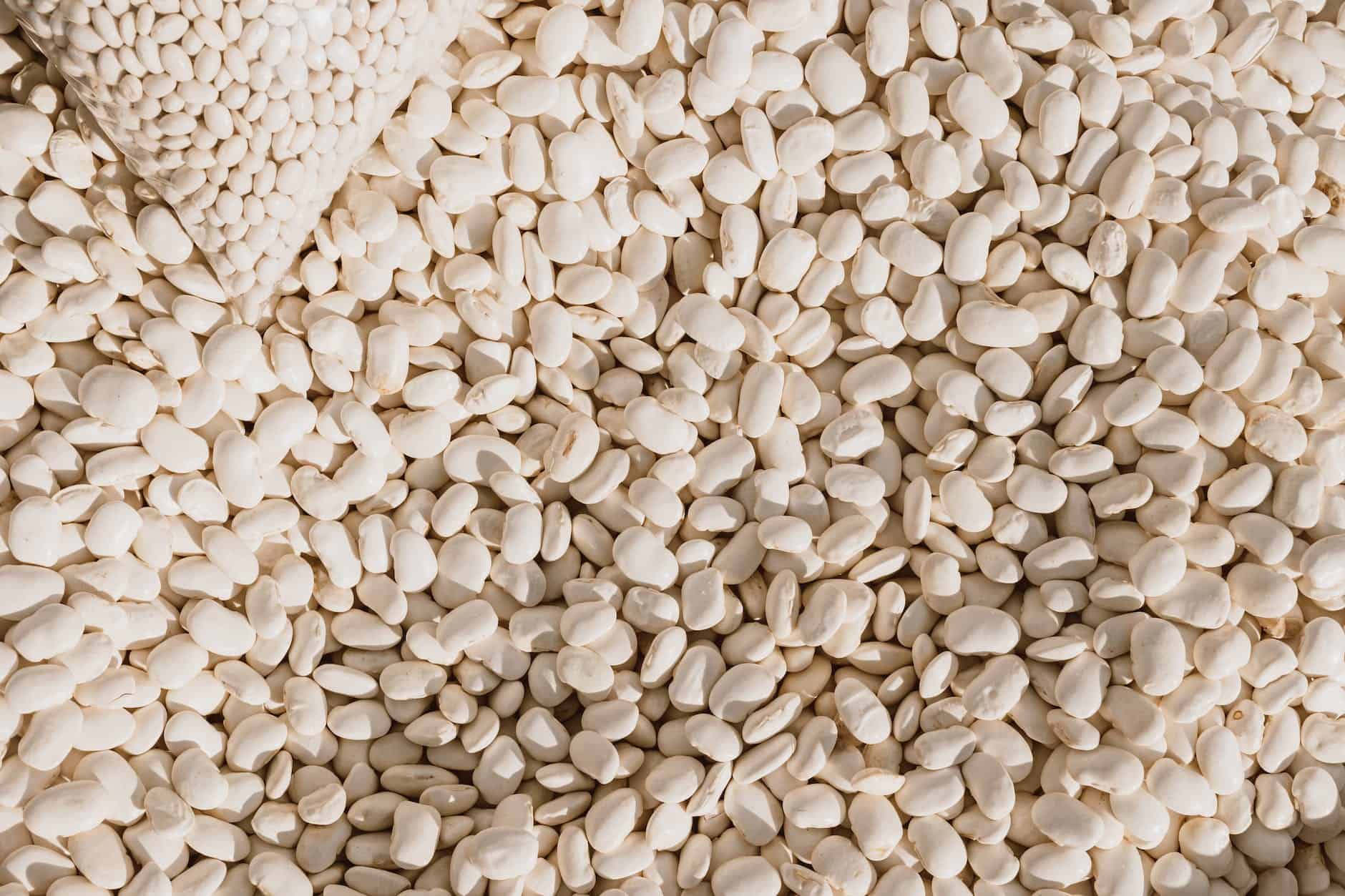 white beans seed
