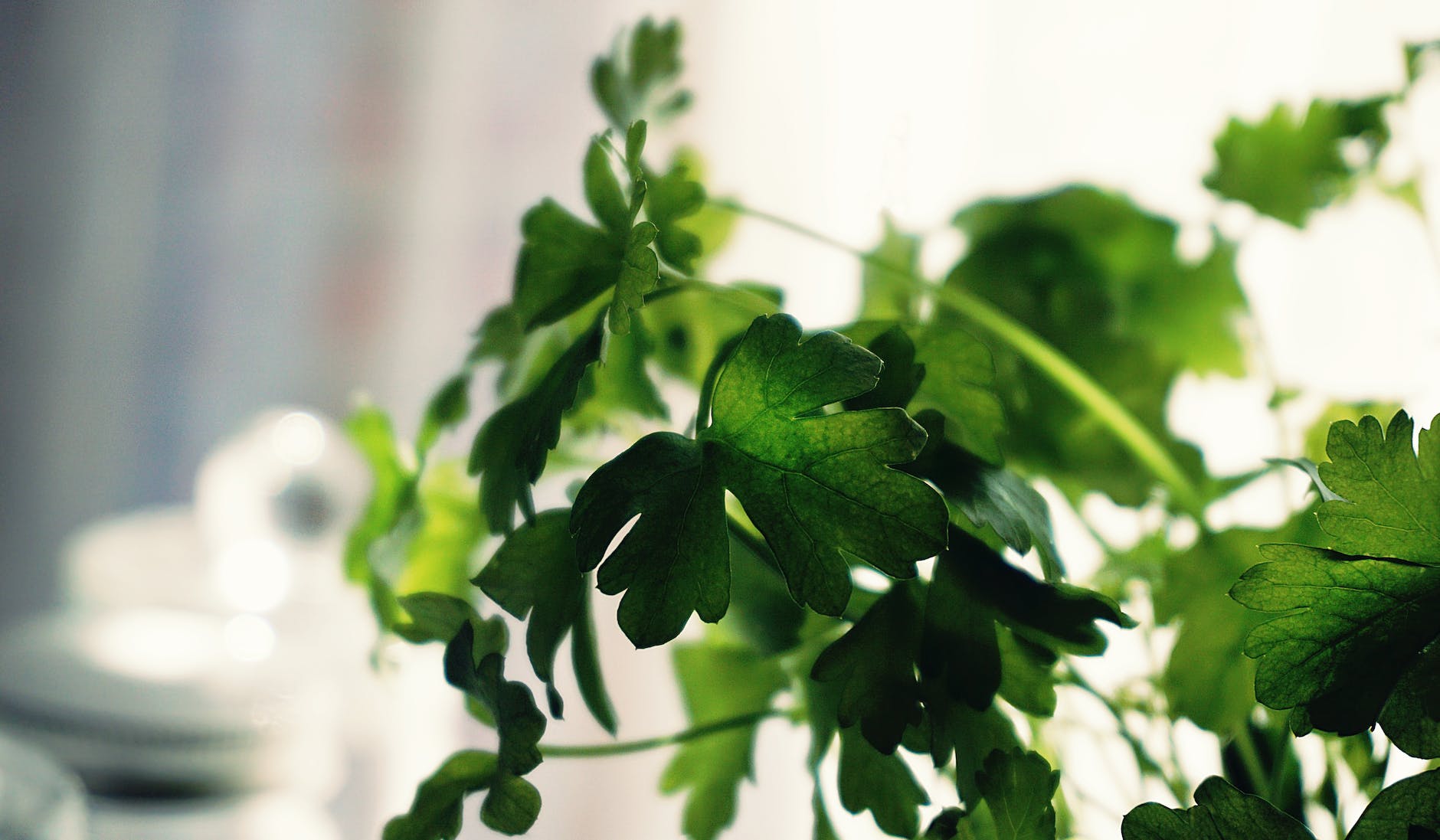 shallow focus photography of green leaves